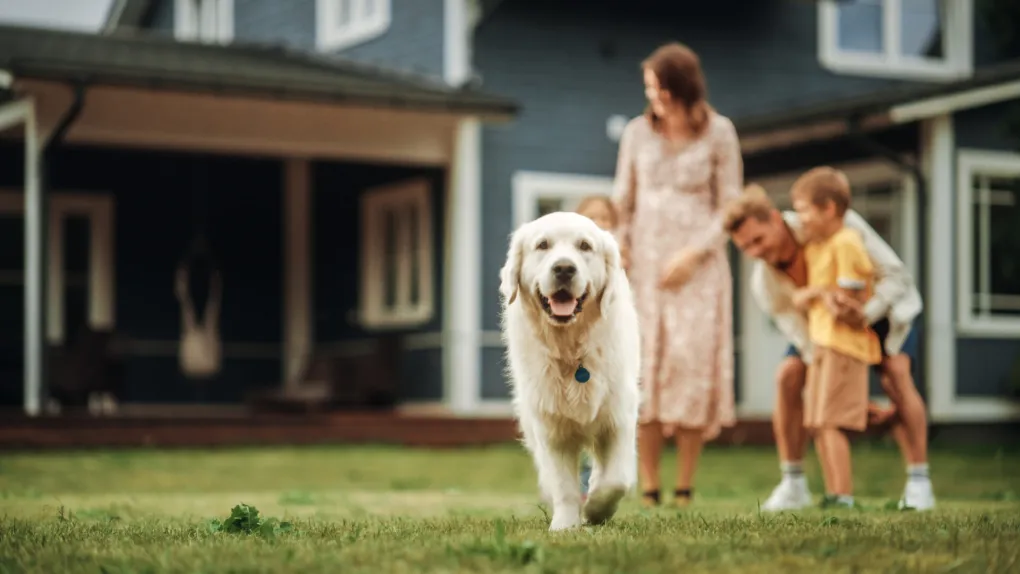 Protecting Your Furry Friends: Keeping Pets Safe During a Fire